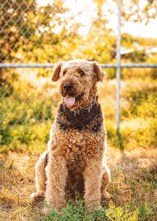 What is the Airedale Line?