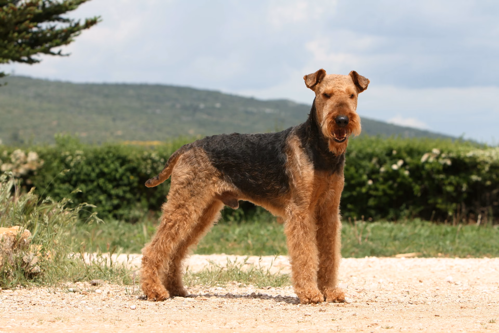 What does Airedale mean?