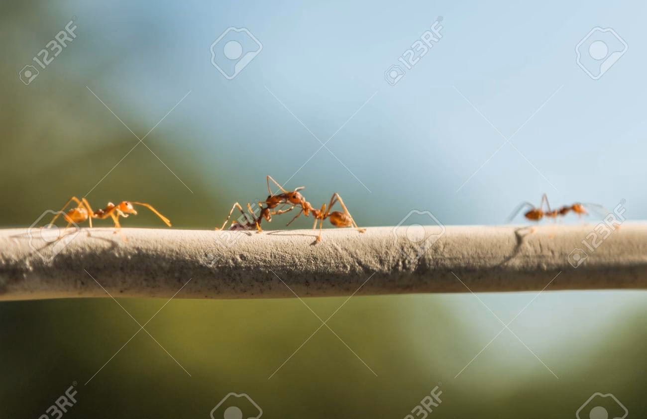 What is a DIY ant moat?