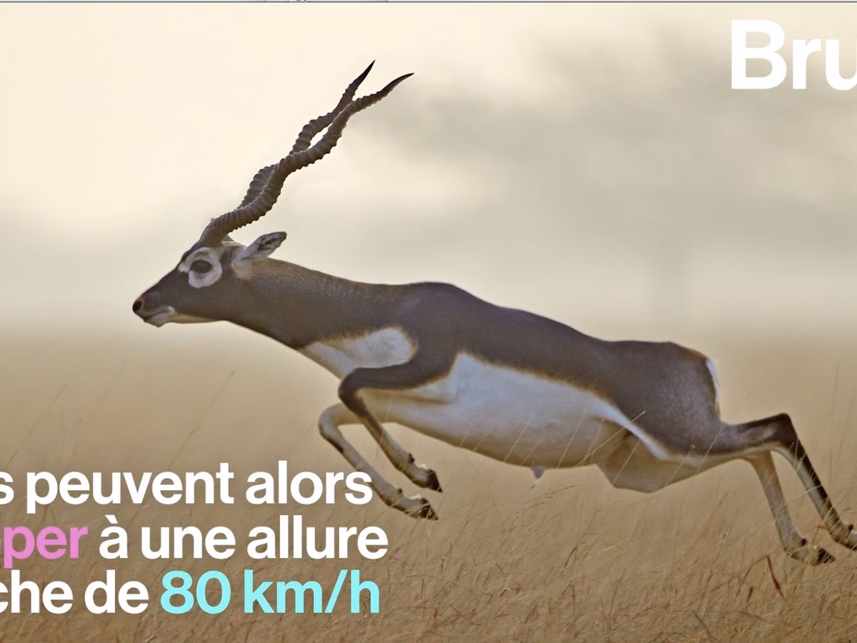 Quel est le poids d’une antilope ?