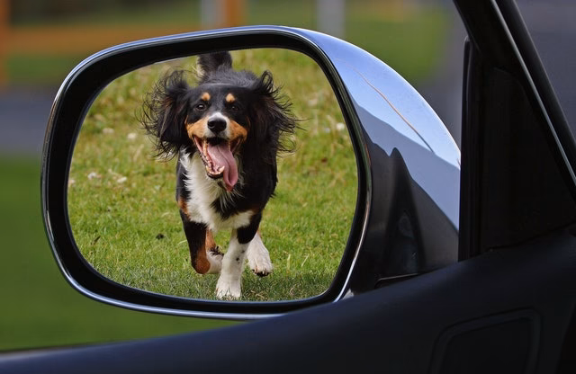 Can a service dog ride on Uber?