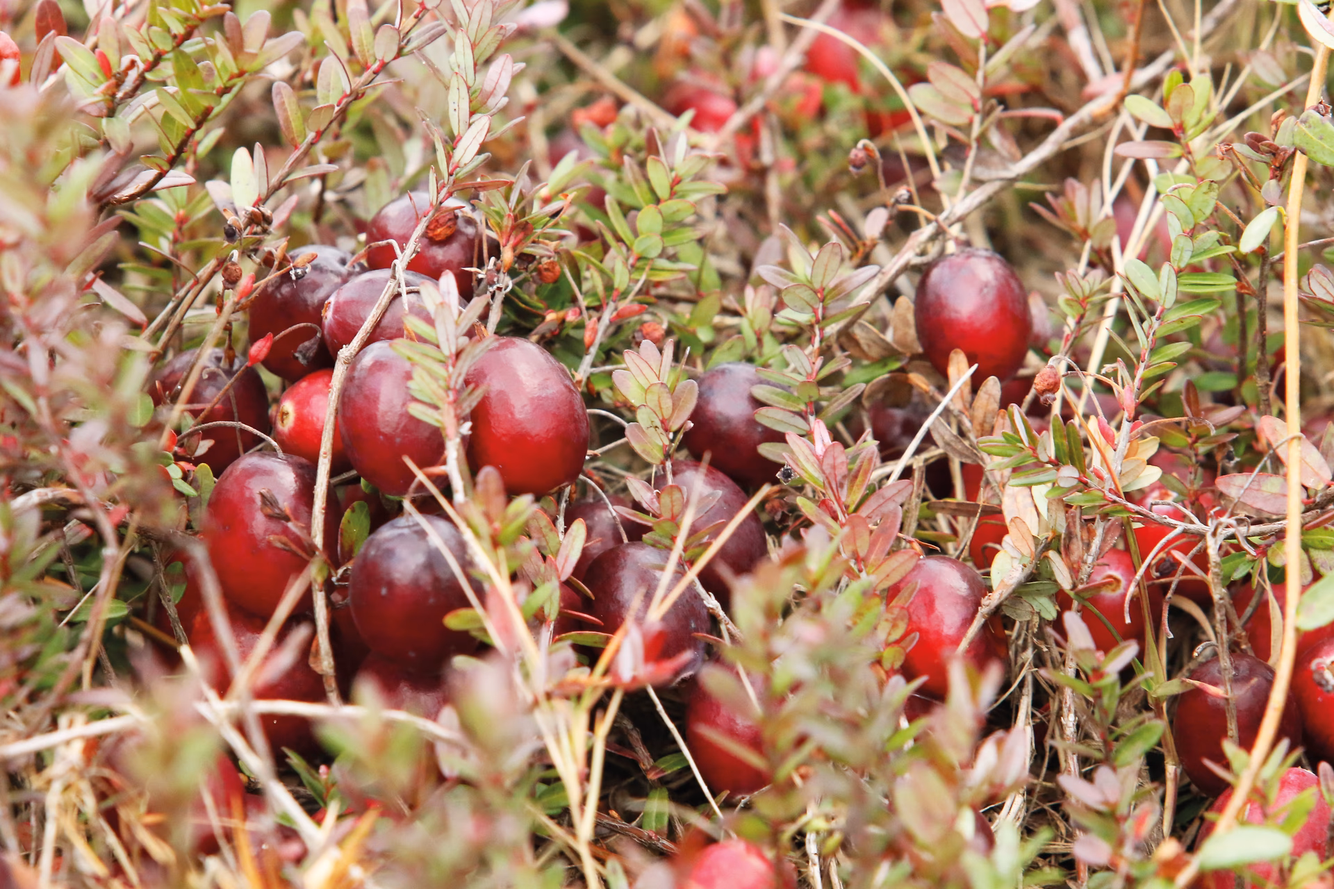 Quels sont les bienfaits de l’Atoca ?