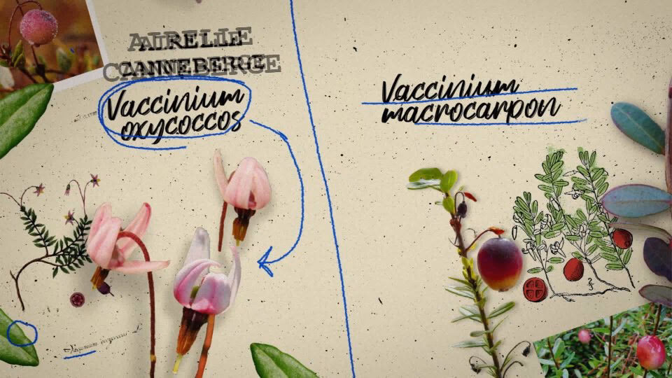 Quelle est la différence entre atoca et Cranberry ?