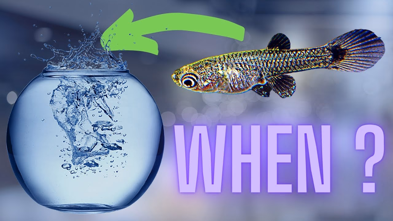 Do guppies eat babies?