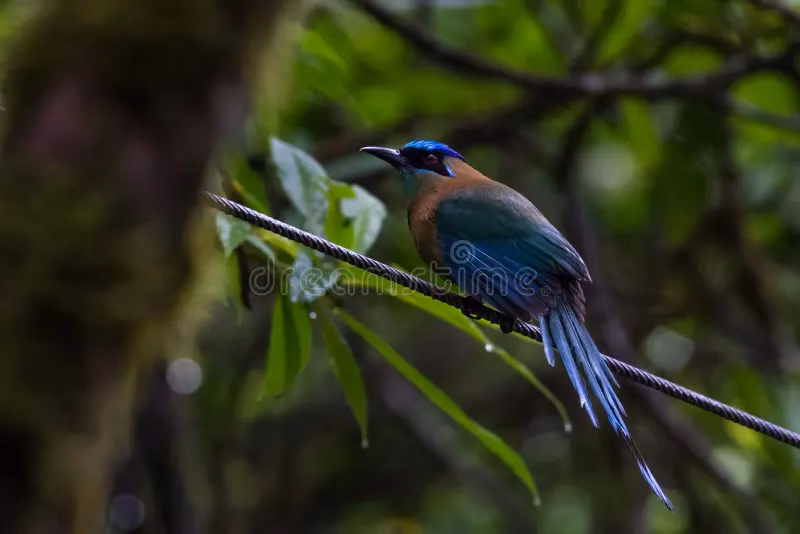 Do you need an MOT for a van or light commercial vehicle?