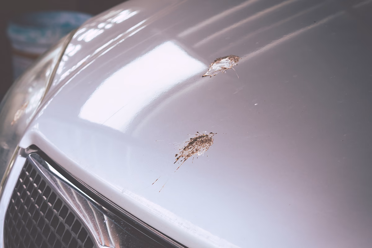 Can bird poop damage car paint?