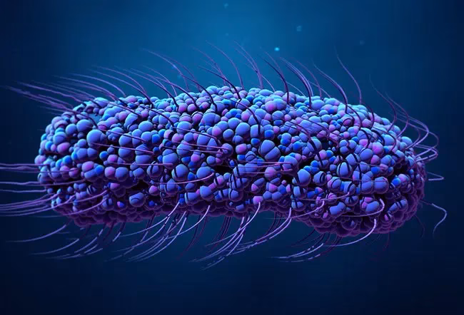 Is Salmonella a bacterial pathogen?