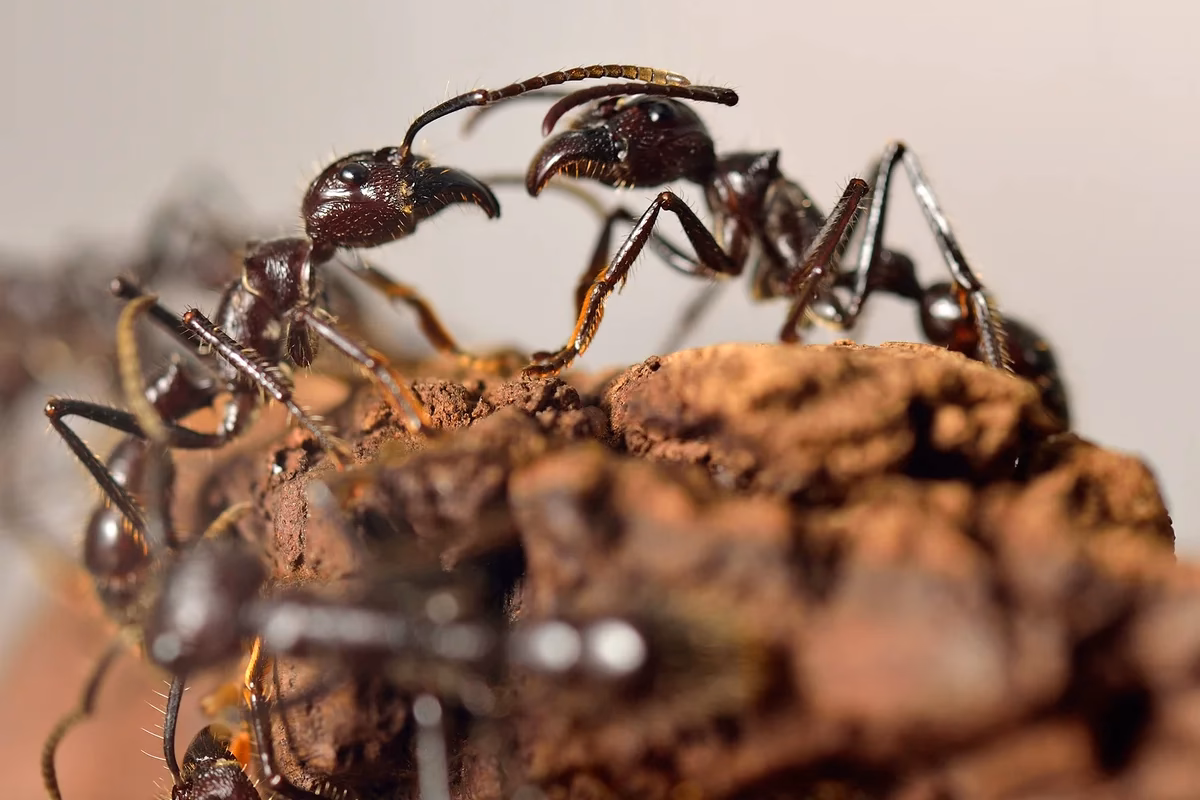 Are insects conscious?