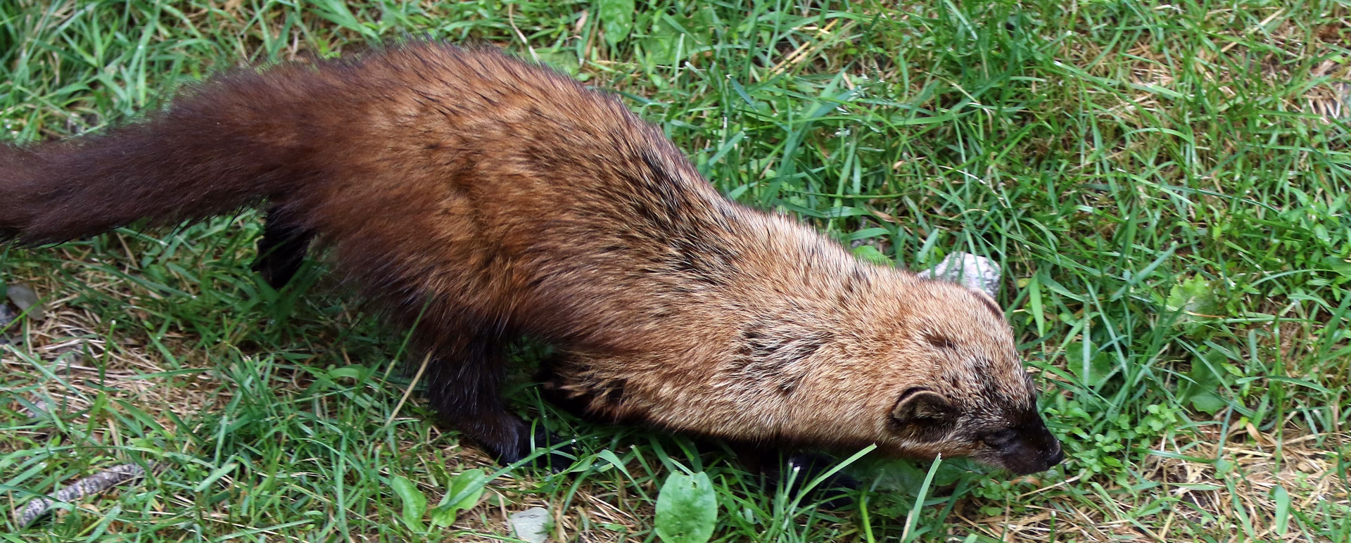 Quelle est l'origine du mot carcajou?