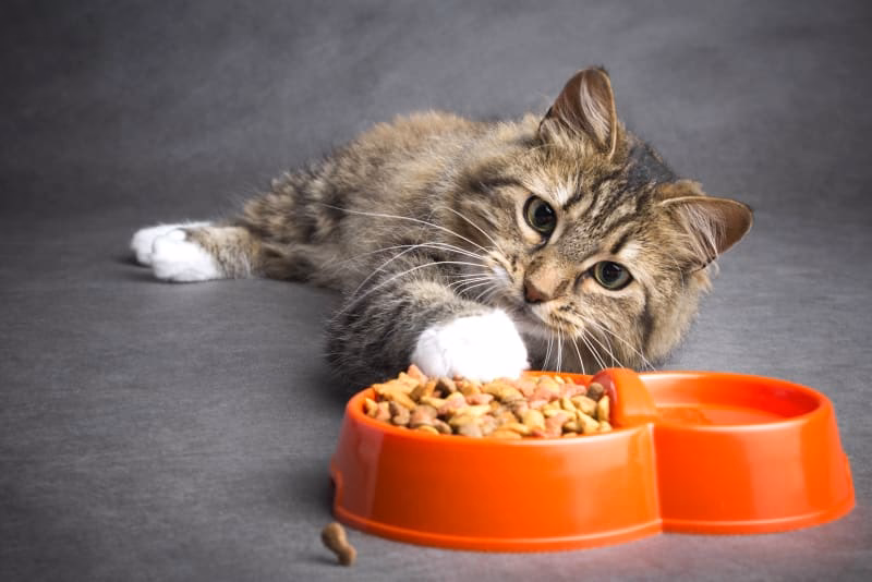 Is it normal for a cat to not eat?