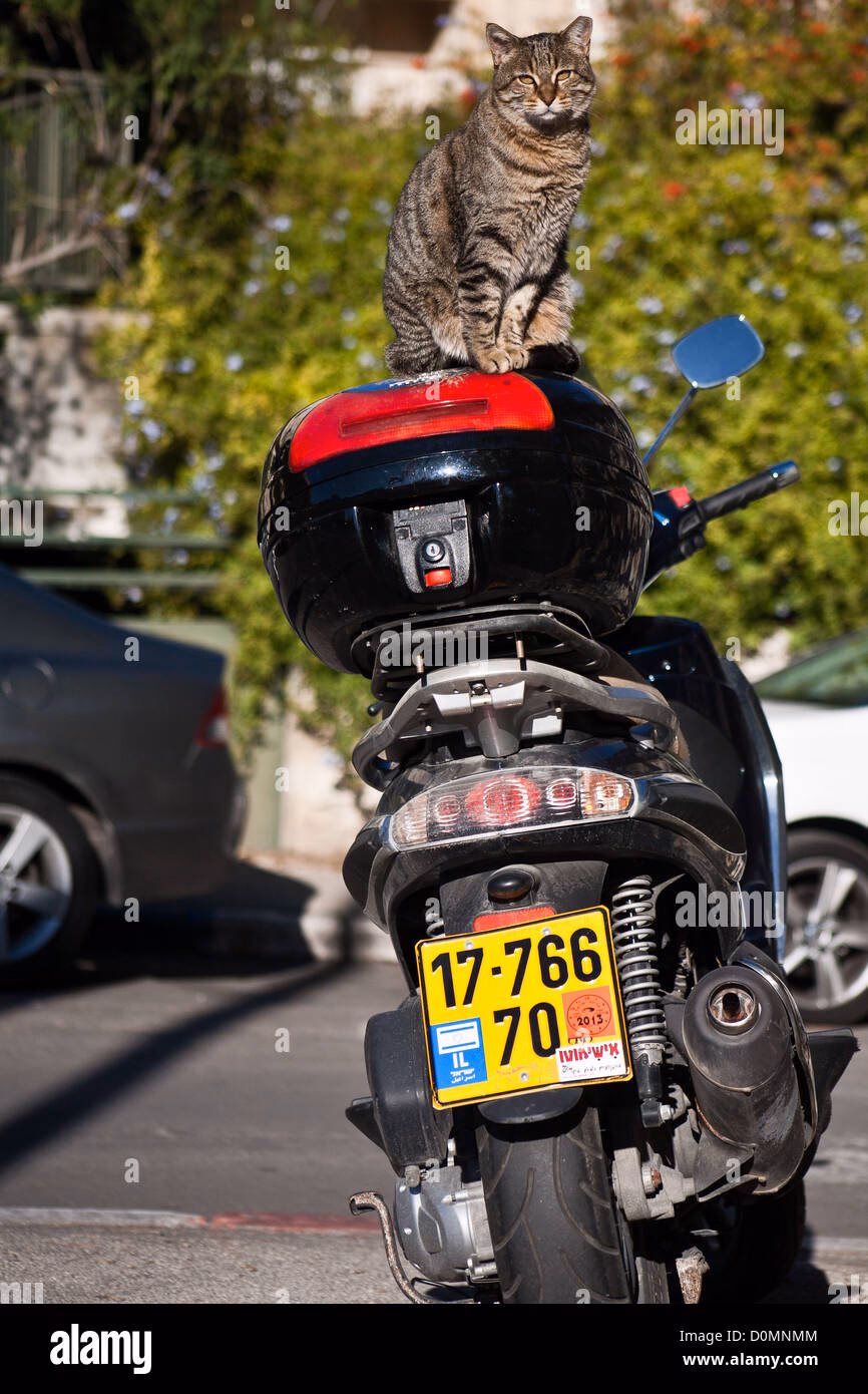 What is a Cat n Motorcycle?