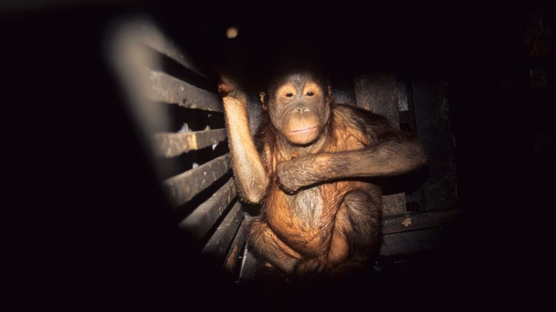 Should Iceland join poig?