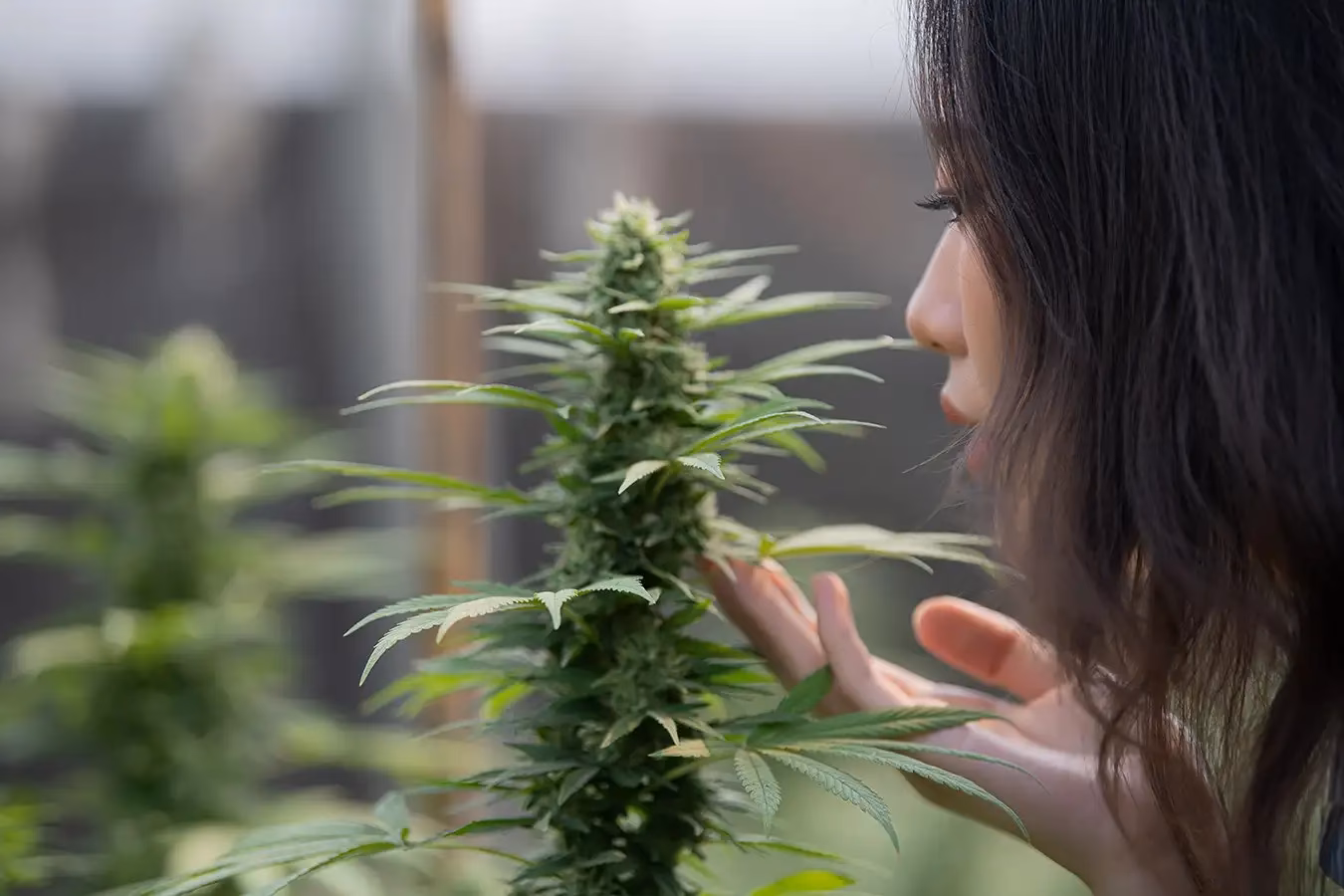 How do you turn a THC strain into a CBD phenotype?