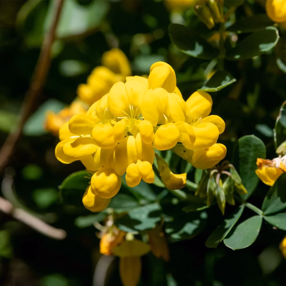 Are Coronilla flowers yellow?