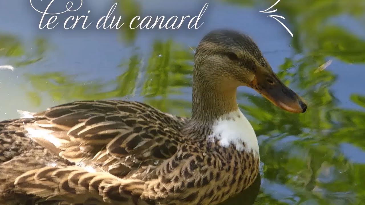 Comment appelle-t-on le cri du canard?