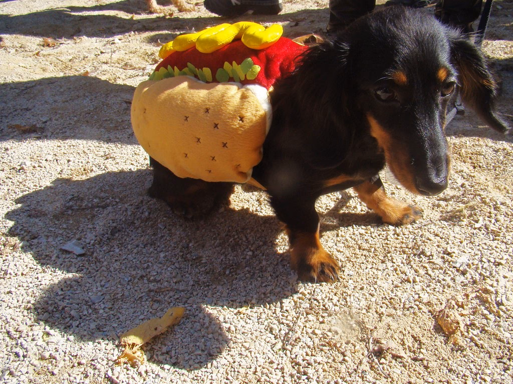 Pourquoi les Américains appellent-ils le hot-dog un 'hot-dog'?