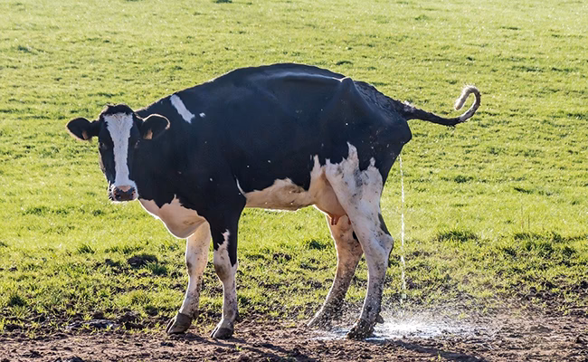 Qu'est-ce que le pipi macéré ?