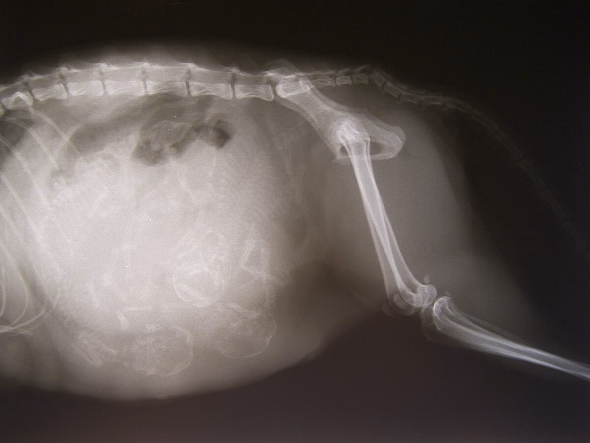 Quel est l'âge moyen de gestation ?