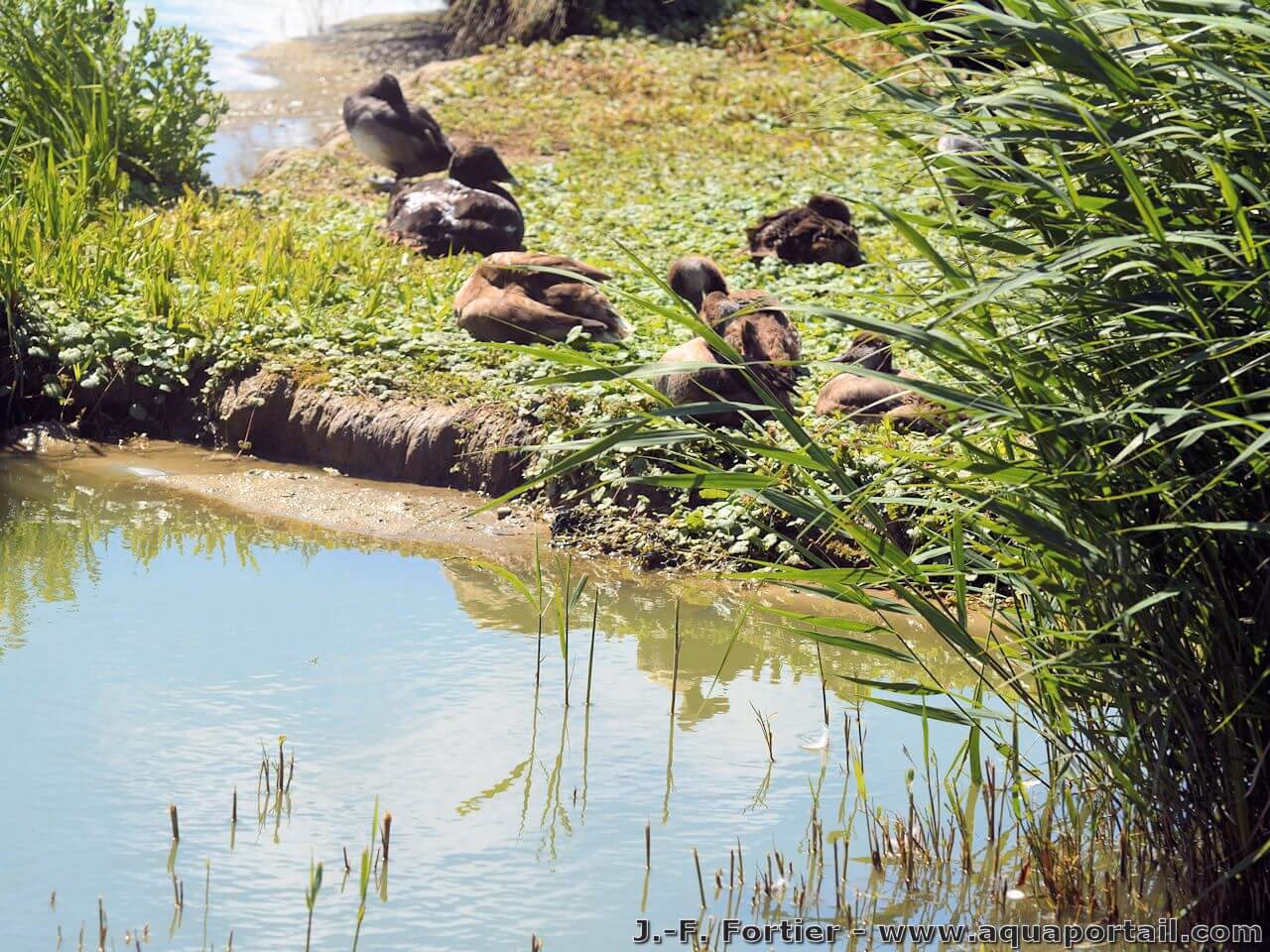Comment savoir si un écosystème est sain ?