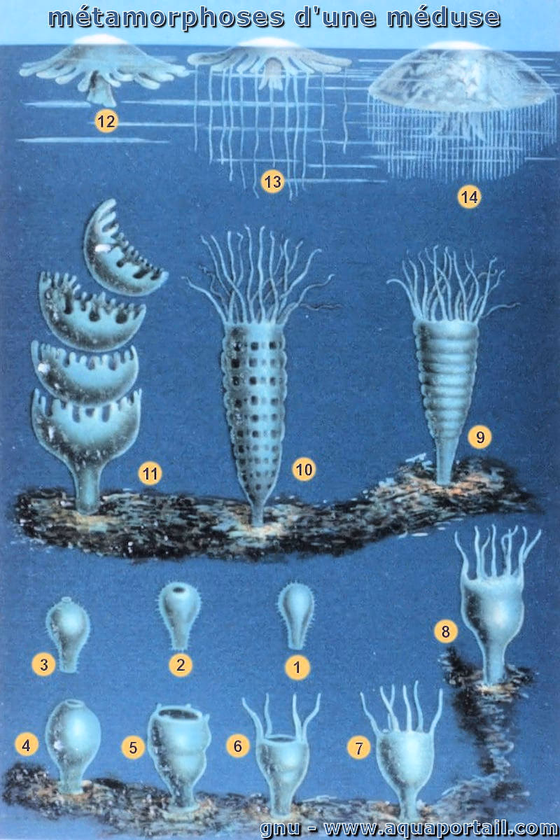 Qu'est-ce que la métamorphose ?