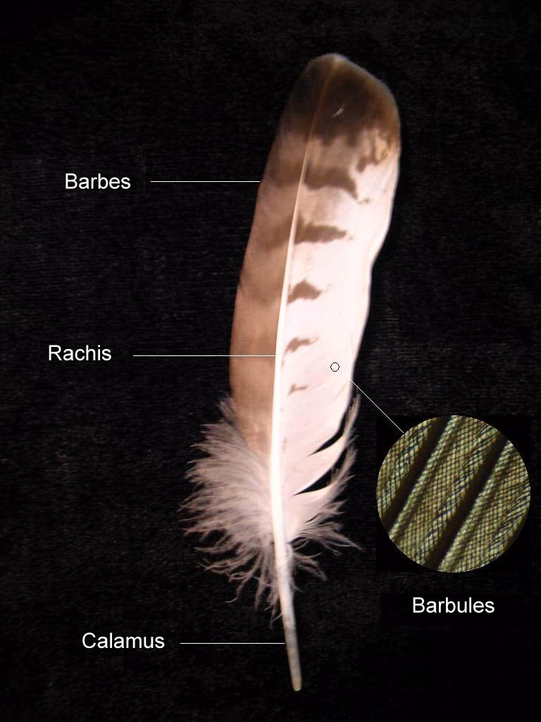 Quelle est la signification d’une plume blanche ?