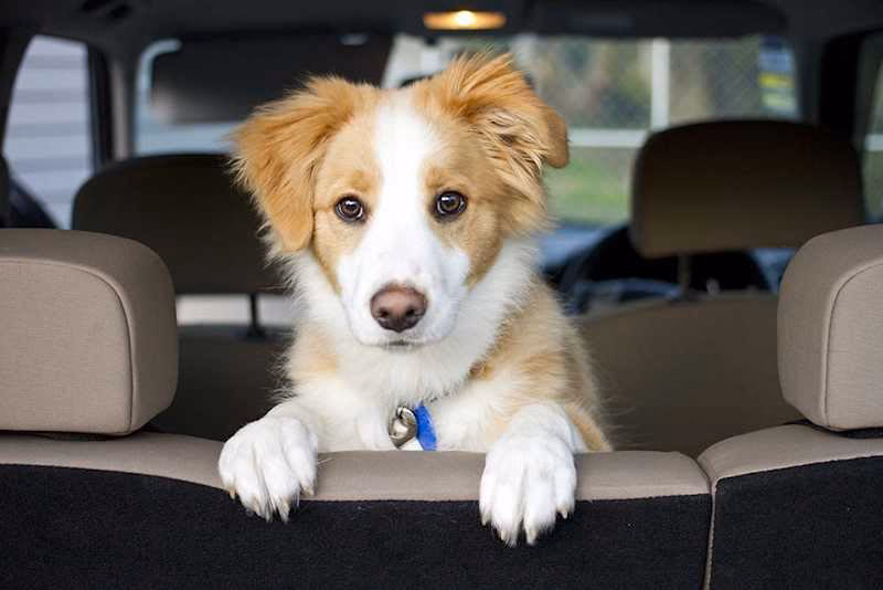 Can pet products help with car sickness in dogs?