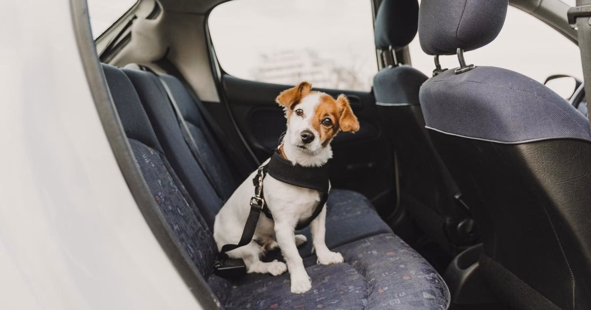 Can a dog cause a failed MOT test?