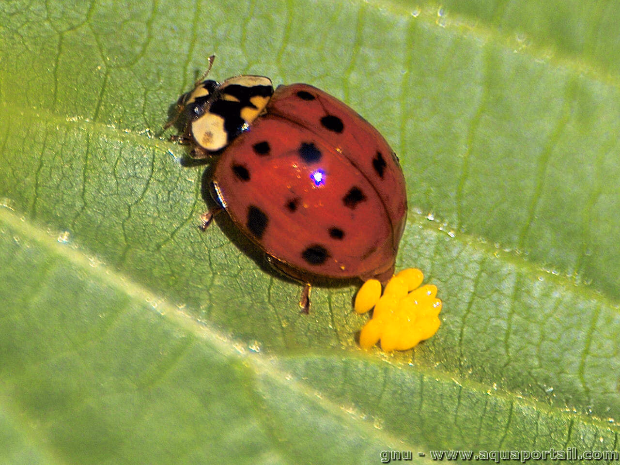 Quelle est la signification de la coccinelle ?