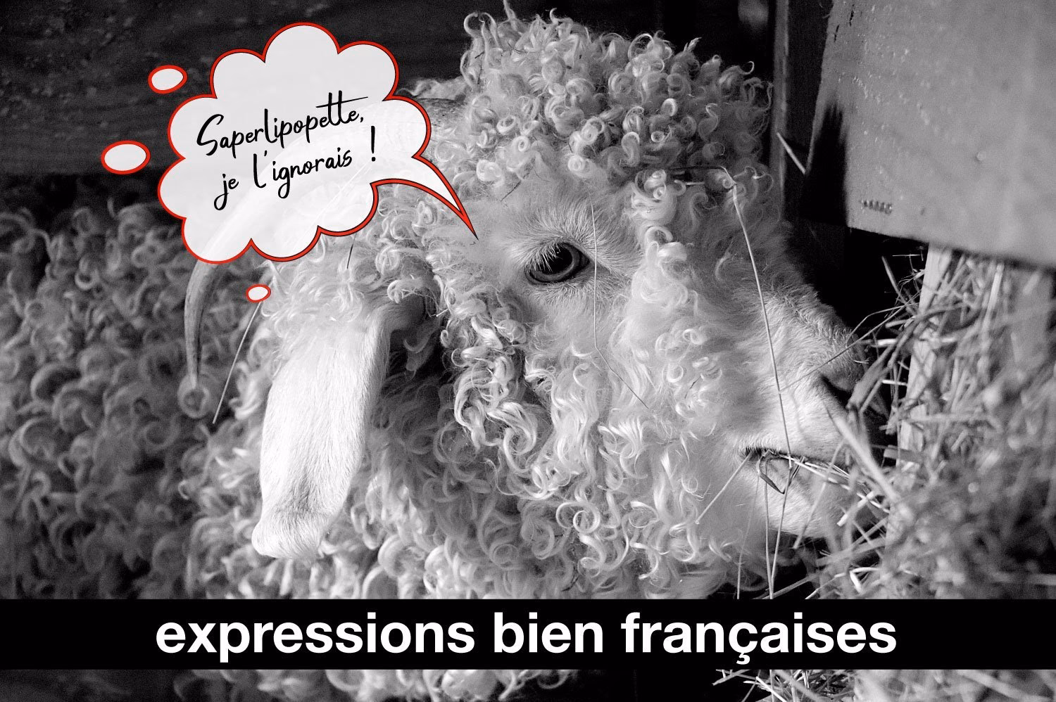 Quels sont les différents types de nerfs ?