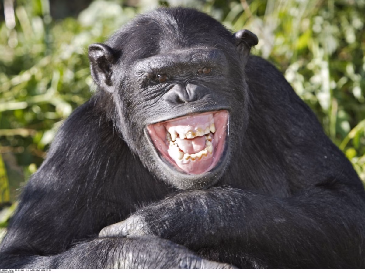 Est-ce que le singe est toujours singe ?