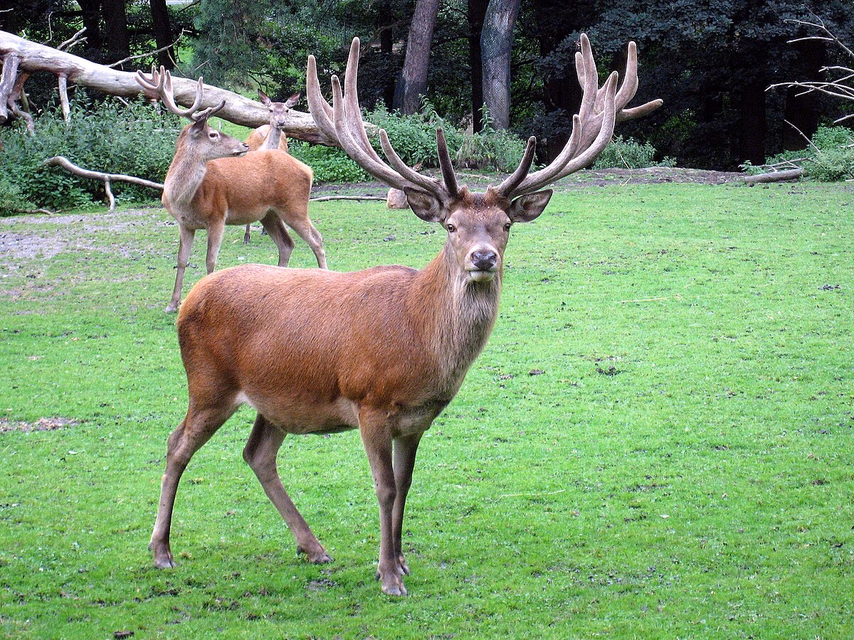 Qu'est-ce que le cerf ?