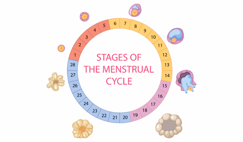 How do I start my fertility treatment journey with Circle Health Group?