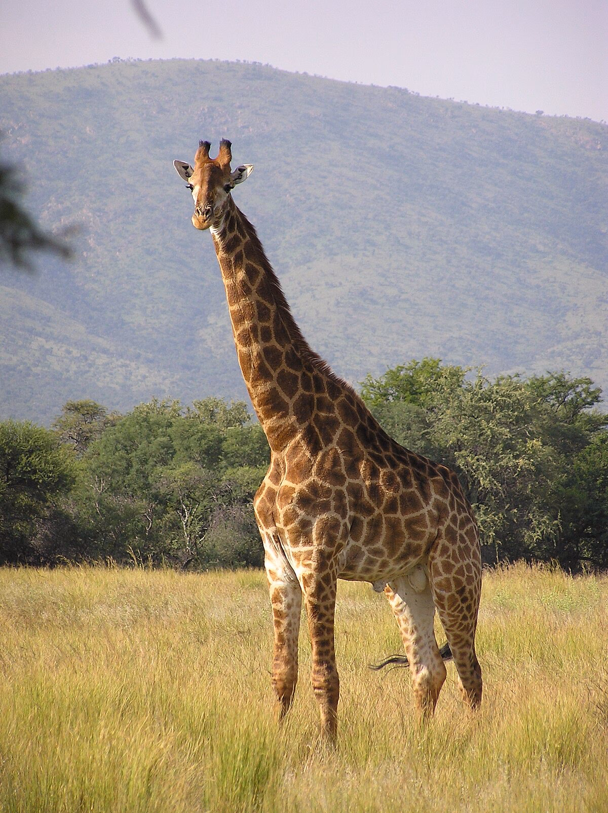 Quelle est l'origine du mot girafe ?