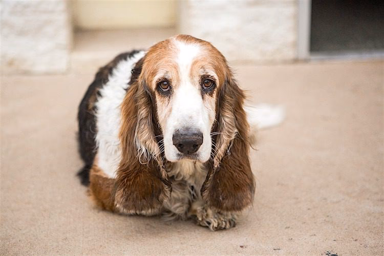 What are the best dog breeds for someone who works all day?