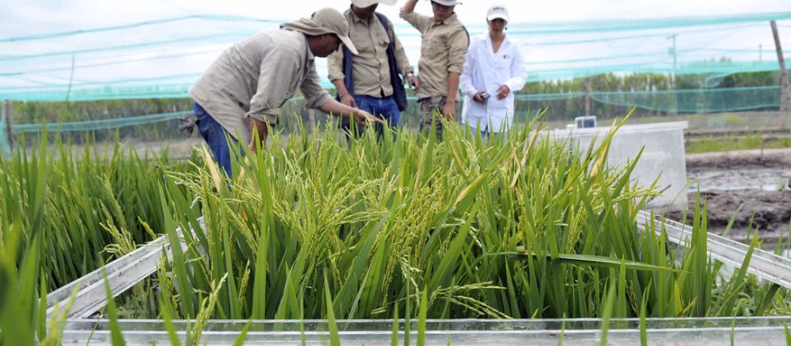 Who is Greenhous DAF?