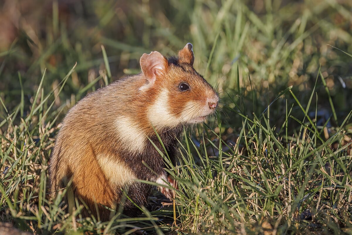 Quelle est la définition du mot hamster ?