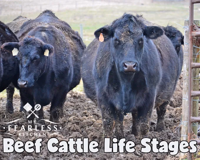 How long does it take to raise a cow to slaughter?