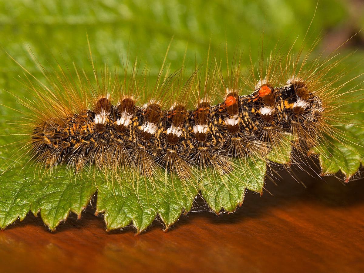 What is a brown tail moth?
