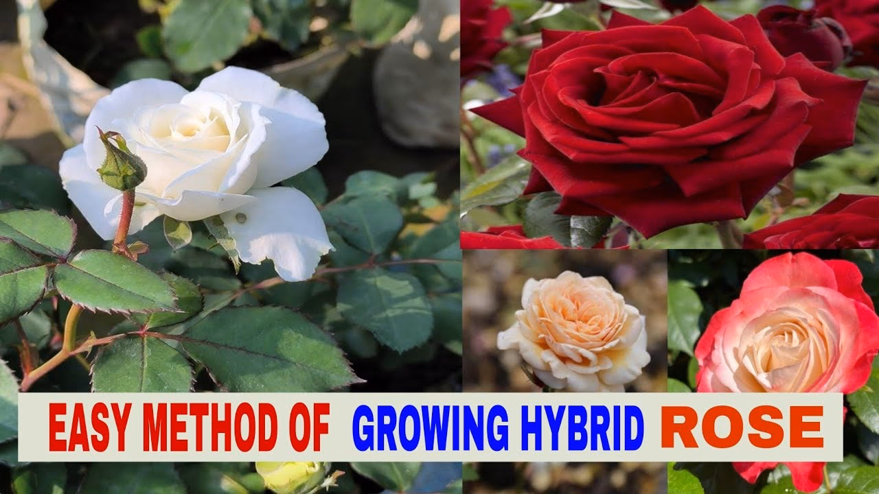 What is a hybrid rose?