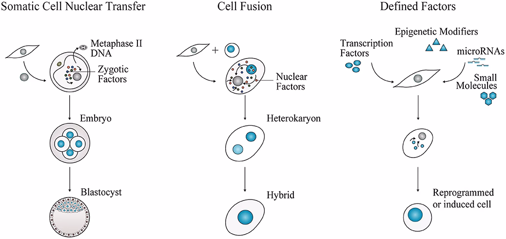 Can A B cell Reset cure autoimmune diseases?