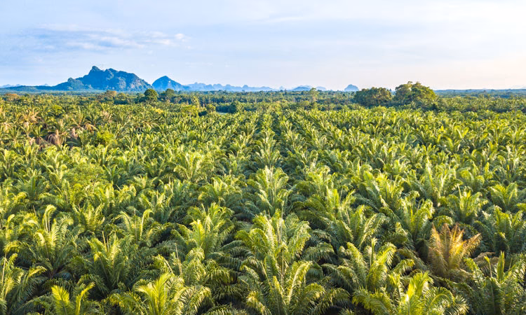 What can be done to improve the situation of palm oil?
