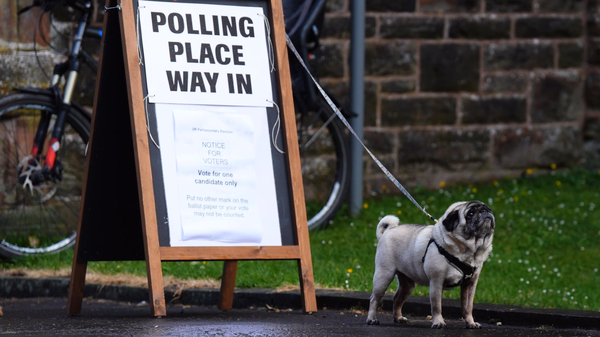Are Dogs Allowed at polling stations?