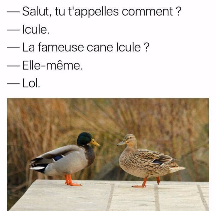Quel remède le canard Miraud a-t-il demandé ?