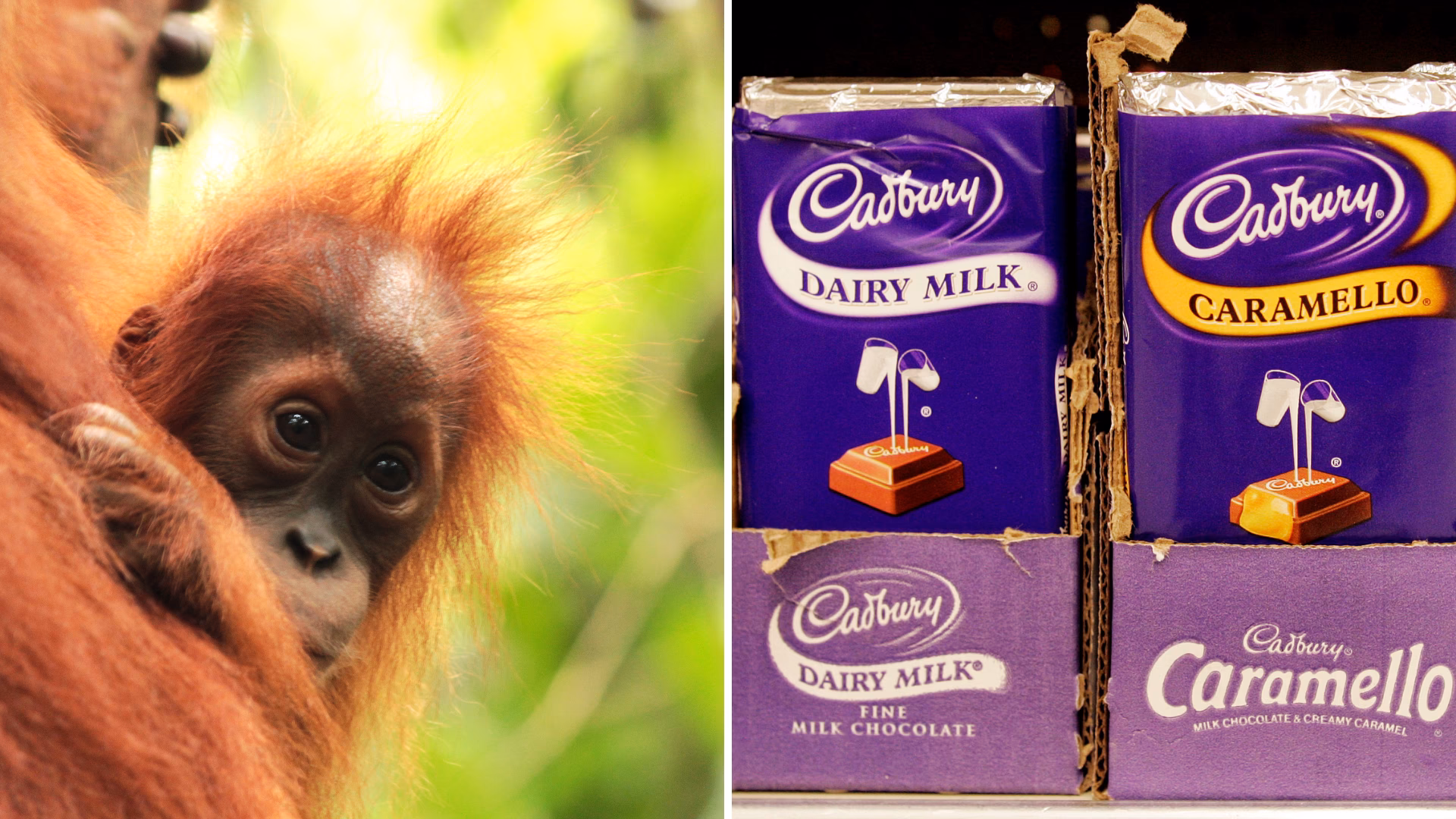 Why did Cadbury stop selling palm oil?