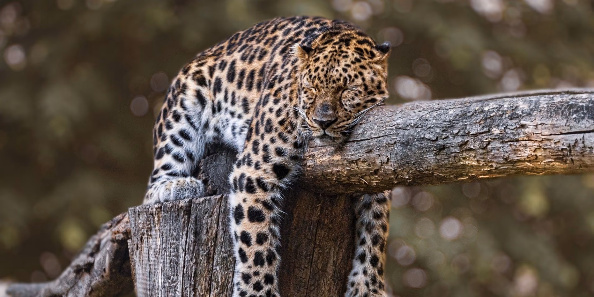 Quelle est la valeur d'un Patraque au Scrabble ?