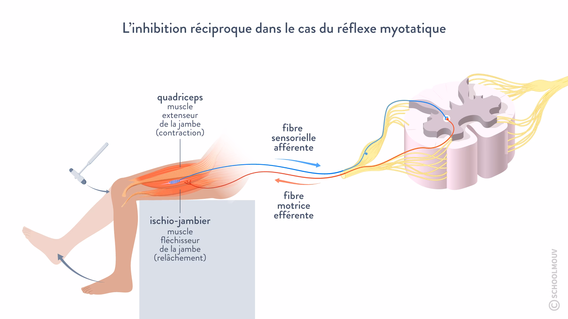 Qu'est-ce qu'un réflexe conditionné?