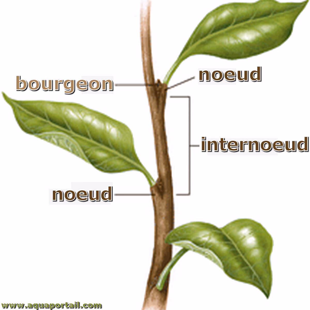 Quelle est la différence entre entre et inter ?