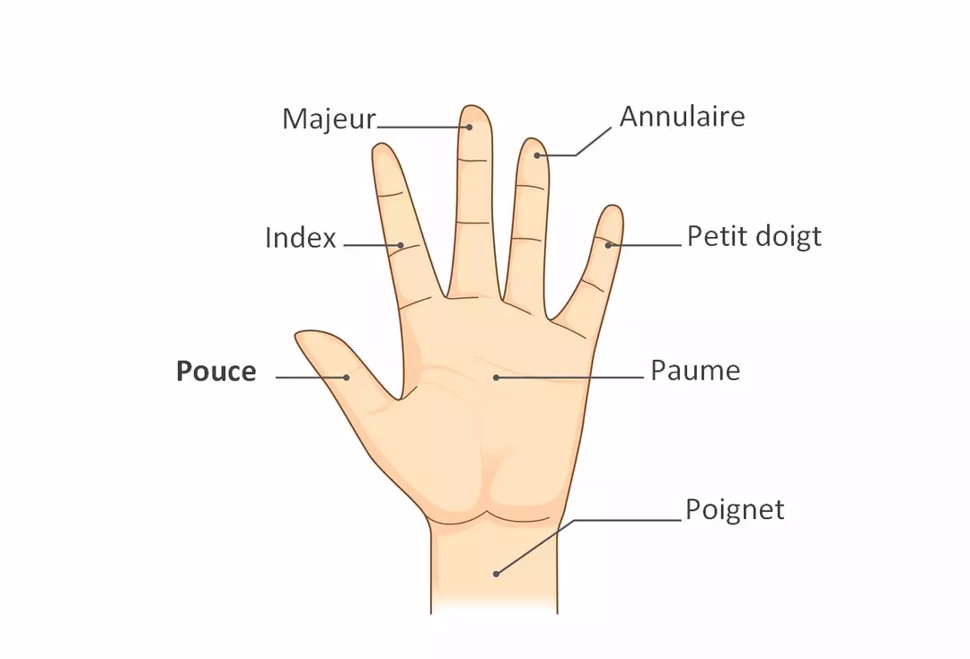 Quels sont les muscles du pouce ?