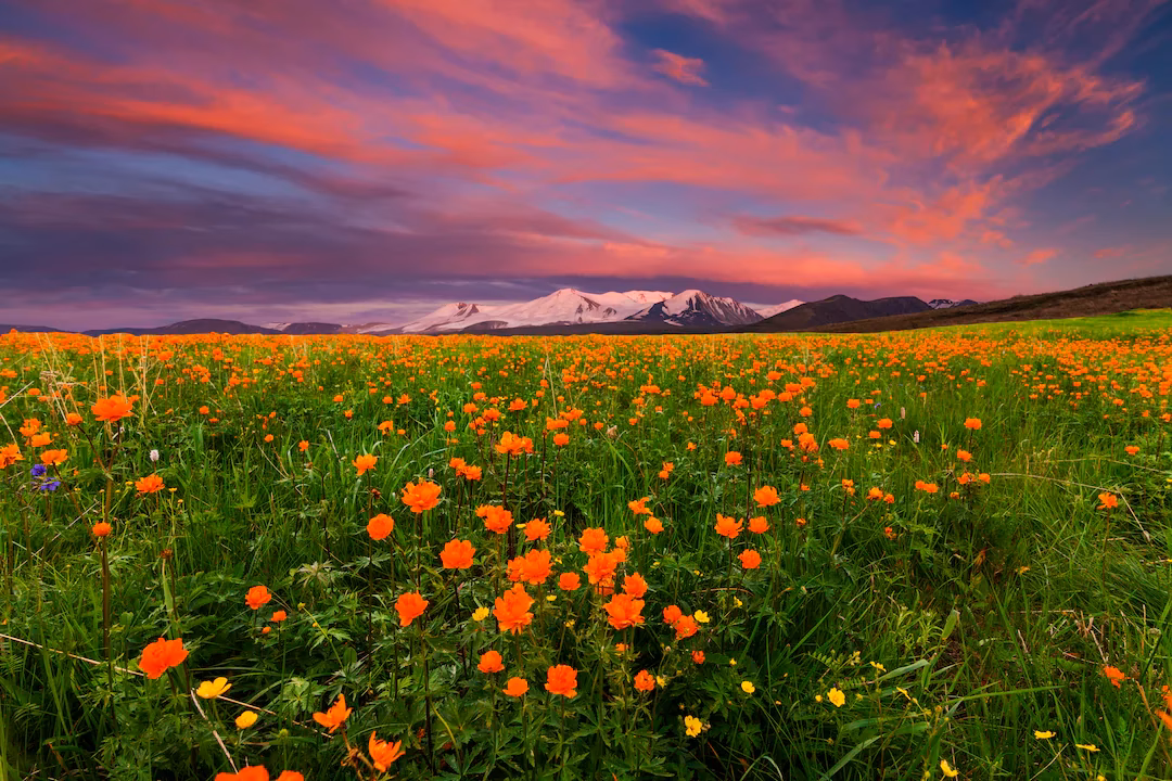 Where can I rent a car in London Heathrow Airport (LHR)?