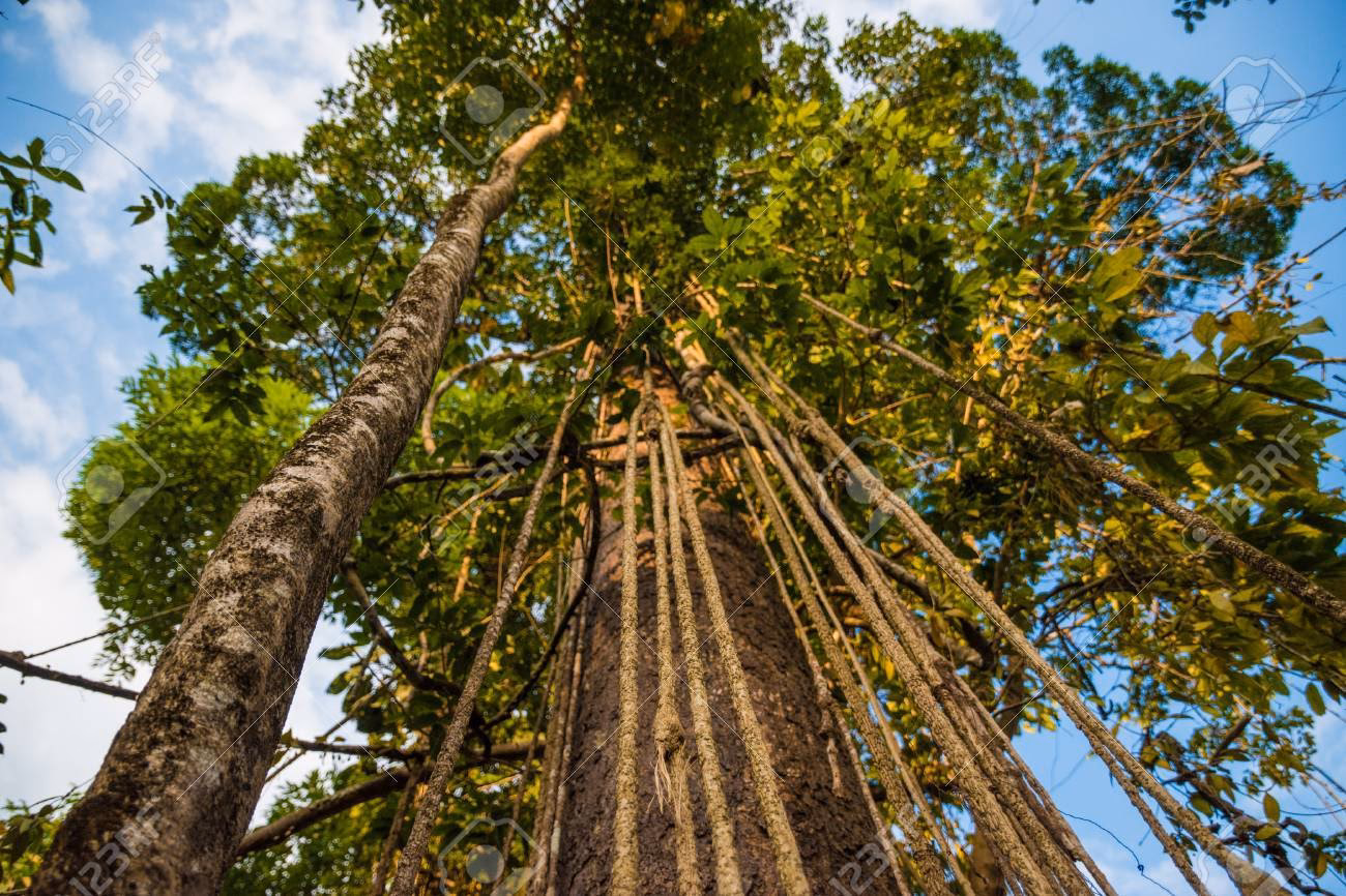 Quels sont les différents types de liane ?